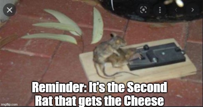 Reminder: It's the Second Rat that gets the Cheese | made w/ Imgflip meme maker