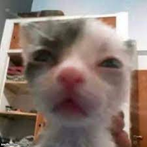leeroy cat | image tagged in cat lightskin stare | made w/ Imgflip meme maker