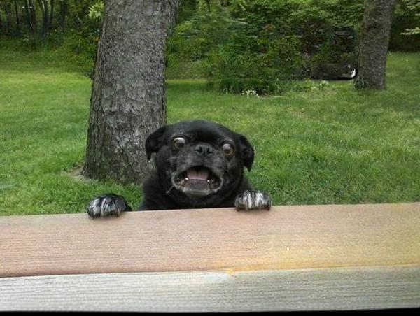 Ermahgerd dog Blank Meme Template