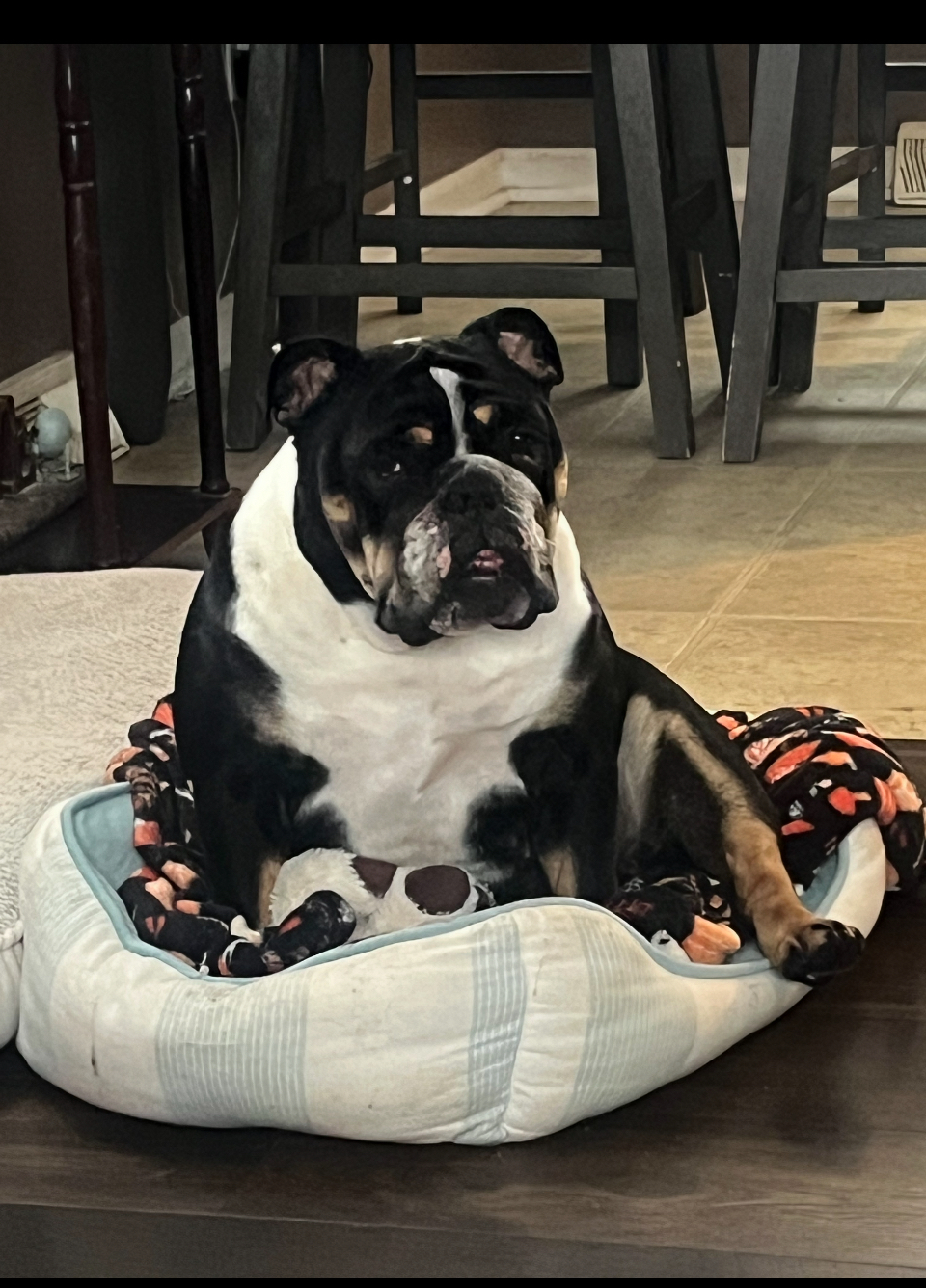 Tri English Bulldog “Millie” Blank Meme Template