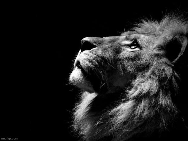 sad lion | image tagged in sad lion | made w/ Imgflip meme maker