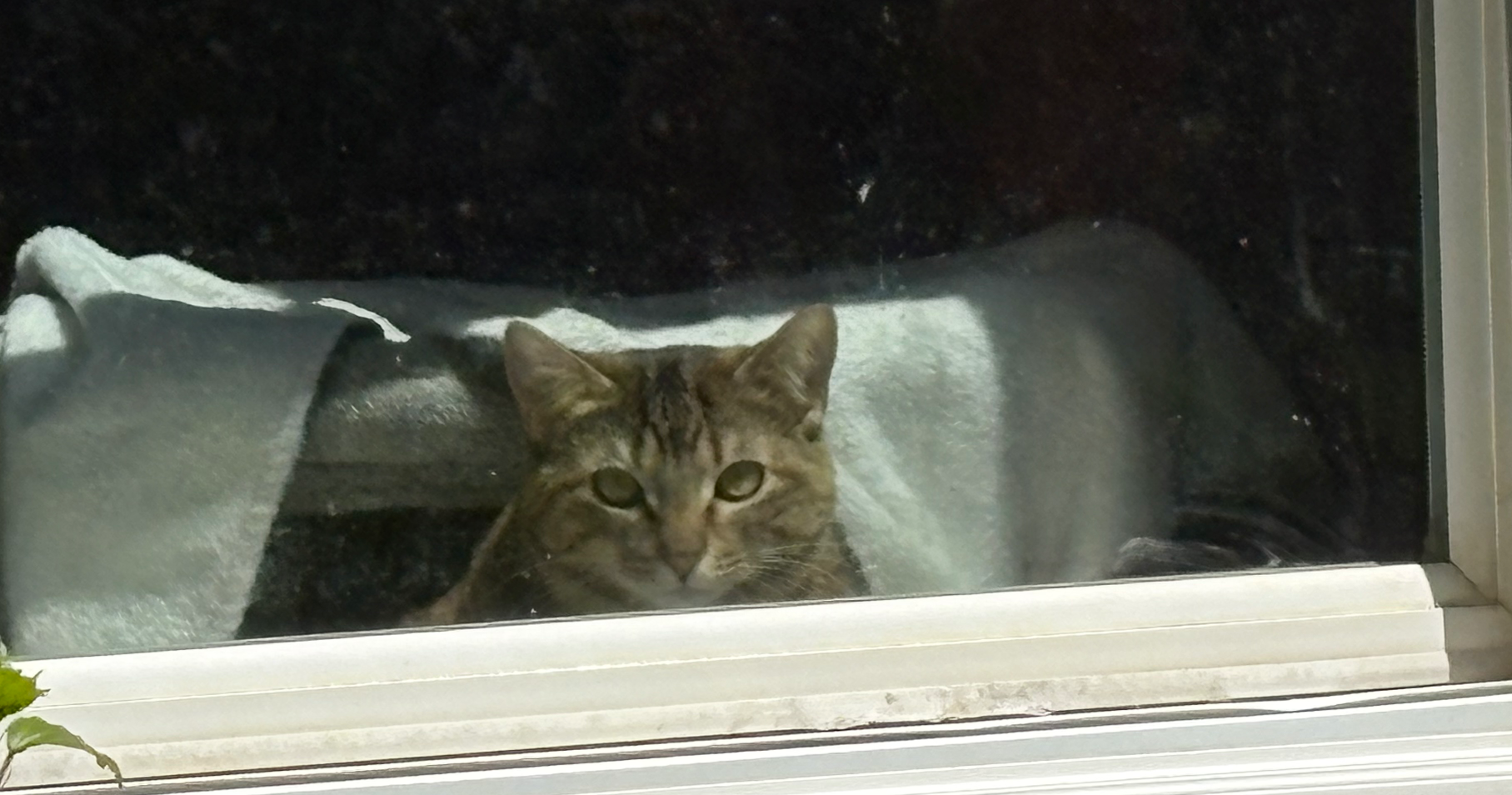 Sammi in window Blank Meme Template