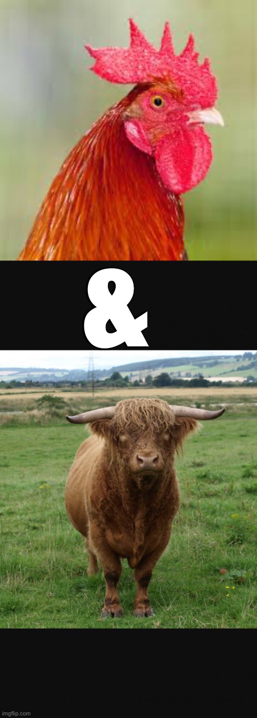 & | image tagged in rooster,bullshit | made w/ Imgflip meme maker