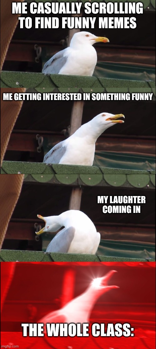5 seconds later | ME CASUALLY SCROLLING TO FIND FUNNY MEMES; ME GETTING INTERESTED IN SOMETHING FUNNY; MY LAUGHTER COMING IN; THE WHOLE CLASS: | image tagged in memes,inhaling seagull | made w/ Imgflip meme maker