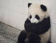High Quality sad panda Blank Meme Template