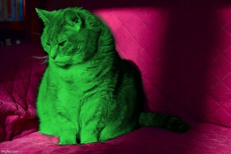 Cantankerous RayCat | image tagged in cantankerous raycat | made w/ Imgflip meme maker