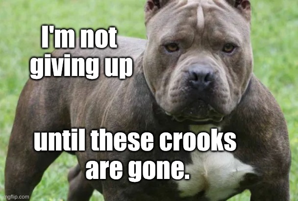 Not Giving Up Pit Bull | I'm not 
giving up; until these crooks 
are gone. | image tagged in not giving up,pitt bull | made w/ Imgflip meme maker