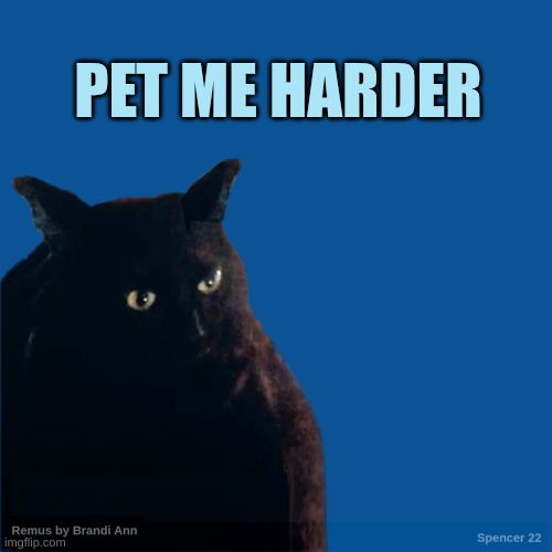 Contemplate Cat | PET ME HARDER | image tagged in contemplate cat,pets,pet me harder,hard,the hardest choices require the strongest wills,hardcore | made w/ Imgflip meme maker