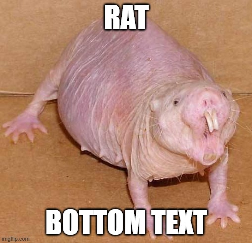 naked mole rat | RAT; BOTTOM TEXT | image tagged in naked mole rat | made w/ Imgflip meme maker
