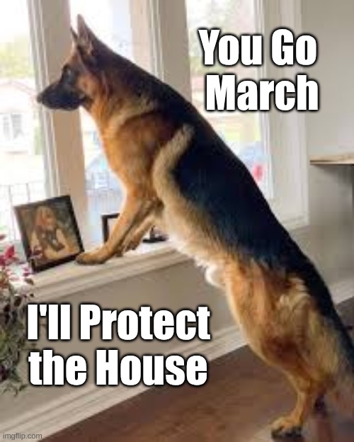 You March GSD | You Go
 March; I'll Protect the House | image tagged in gsd on duty,gsd at window | made w/ Imgflip meme maker