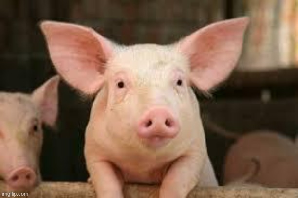 image tagged in pig | made w/ Imgflip meme maker