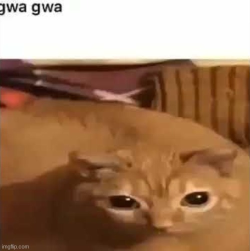 gwa gwa | image tagged in gwa gwa | made w/ Imgflip meme maker
