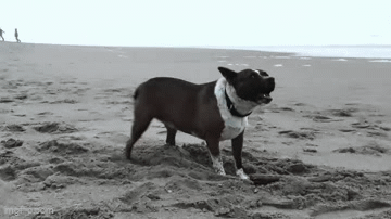 9skntq.gif