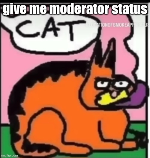 CAT | give me moderator status | image tagged in cat | made w/ Imgflip meme maker
