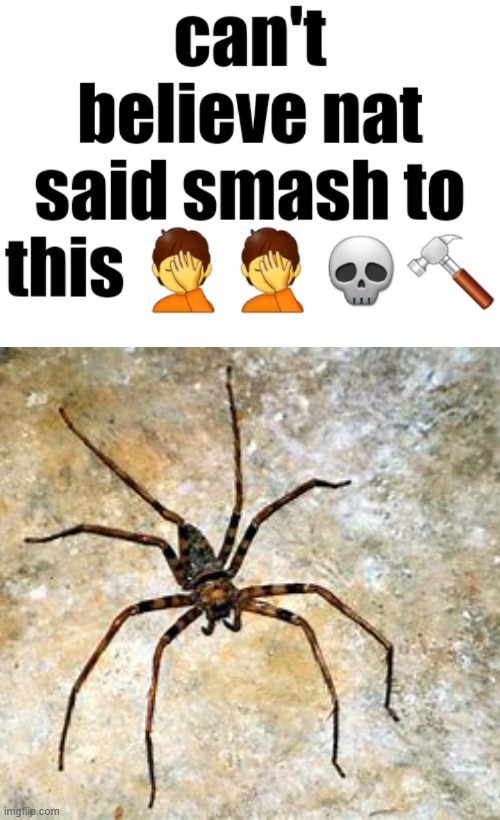 Can’t believe nat said smash to this | image tagged in can t believe nat said smash to this | made w/ Imgflip meme maker