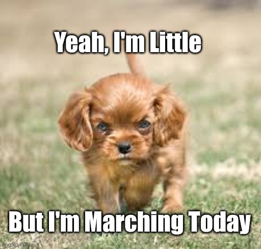 Angry Pup Marching | Yeah, I'm Little; But I'm Marching Today | image tagged in little but marching,angry pup marching | made w/ Imgflip meme maker