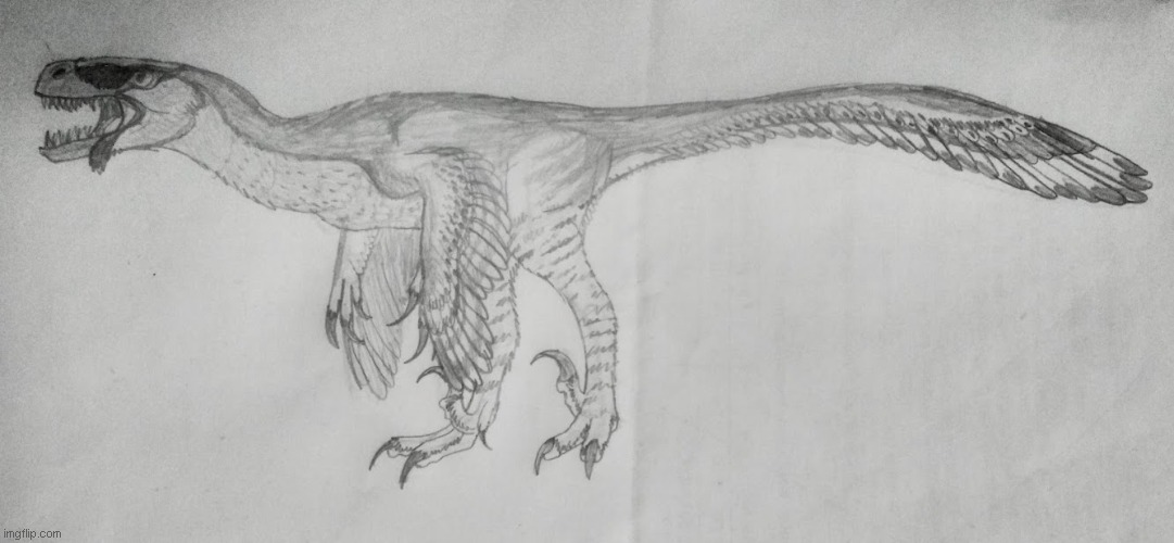 Dromaeosaurus albertensis sketch | image tagged in paleoart,dromaeosaurus,raptor,accurate,prehistory | made w/ Imgflip meme maker