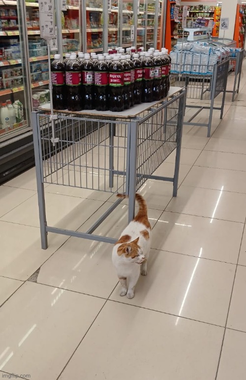 Why is there a cat in the supermarket? What is it even gonna buy? | made w/ Imgflip meme maker
