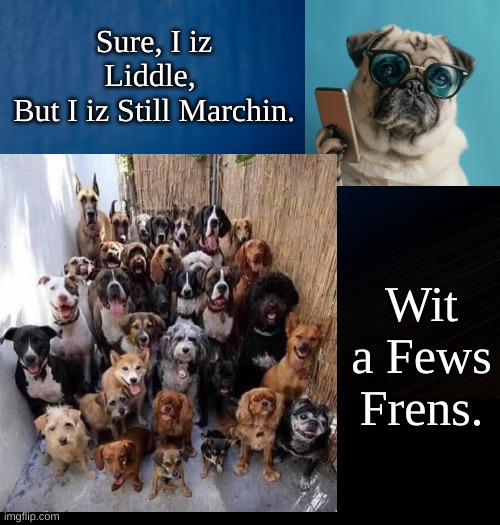 Dogs Marching w Friends | Sure, I iz Liddle, 
But I iz Still Marchin. Wit a Fews Frens. | image tagged in i iz little dog,little dog big friends,marching with friends | made w/ Imgflip meme maker