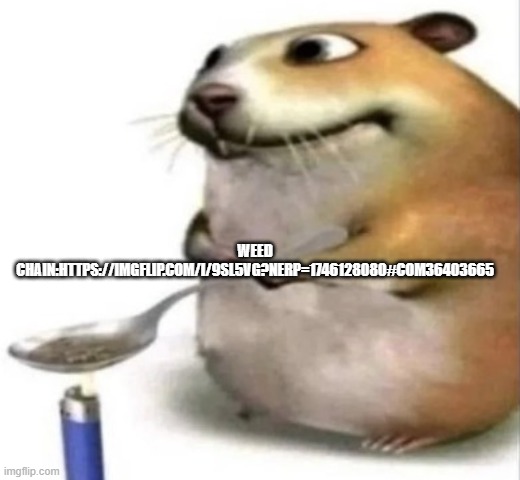 The chomik | WEED CHAIN:HTTPS://IMGFLIP.COM/I/9SL5VG?NERP=1746128080#COM36403665 | image tagged in the chomik | made w/ Imgflip meme maker