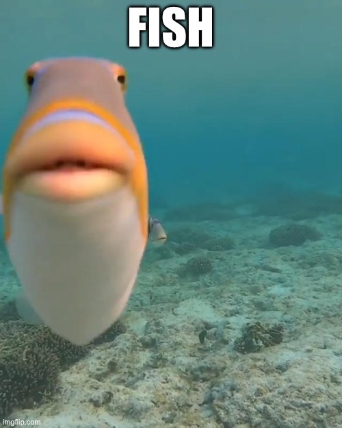 Day 30 (Month 1) of Fish | FISH | image tagged in staring fish | made w/ Imgflip meme maker