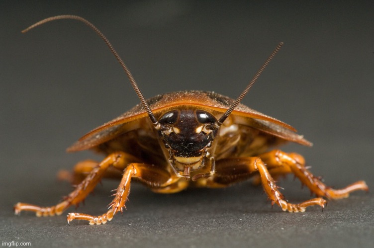 Cockroach | image tagged in cockroach | made w/ Imgflip meme maker