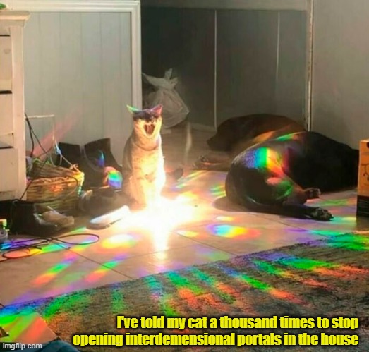 cats | I've told my cat a thousand times to stop opening interdemensional portals in the house | image tagged in internet | made w/ Imgflip meme maker