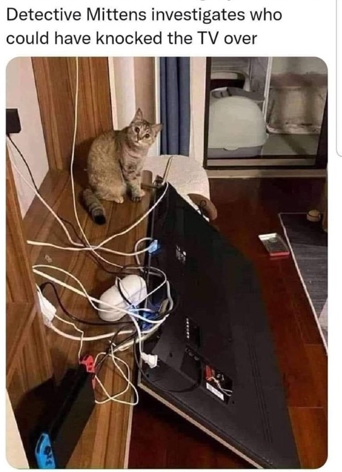 Guess Who Did It | image tagged in cats,funny cats,investigation,fake liar cat,guess who,mischief | made w/ Imgflip meme maker