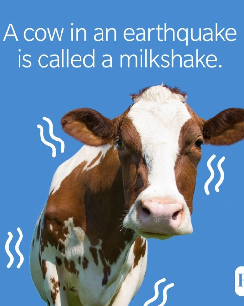 Corny Joke | image tagged in corny joke,fun,cows,earthquake,milkshake,cute | made w/ Imgflip meme maker