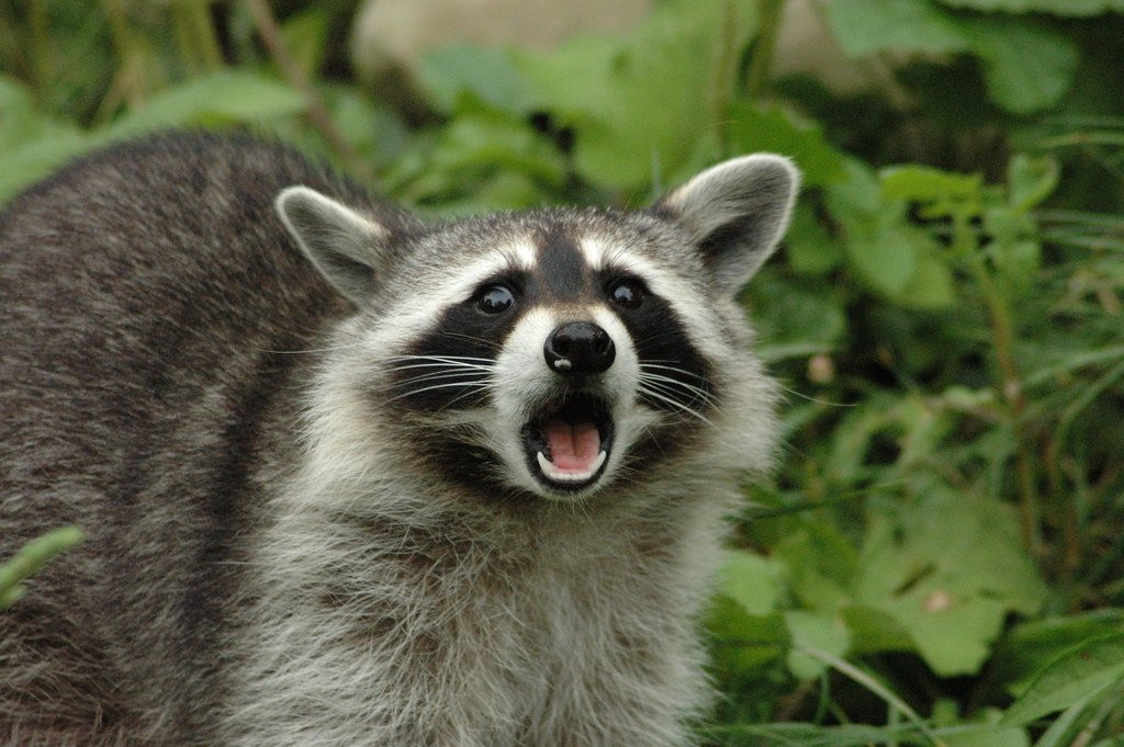 Surprised Racoon Blank Meme Template