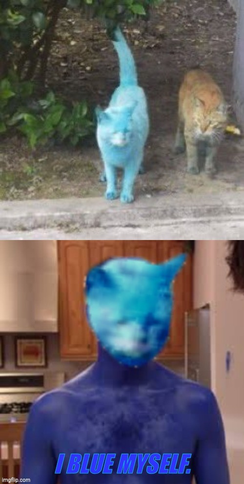 Blue Kitty | image tagged in blue,kitty,arrested development | made w/ Imgflip meme maker