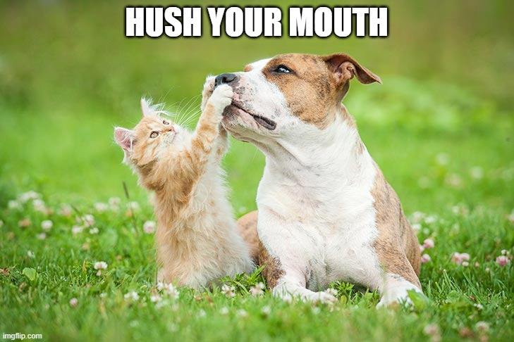 Kitten tries to stop dog from making sounds.  - funny - | HUSH YOUR MOUTH | image tagged in cats,funny,kitten,dog,humor,quiet | made w/ Imgflip meme maker