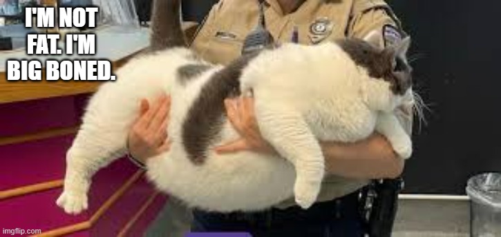 My cat thinks she's big boned, not fat  - funny - | I'M NOT FAT. I'M BIG BONED. | image tagged in cats,funny,kitten,fat cat,overweight,humor | made w/ Imgflip meme maker
