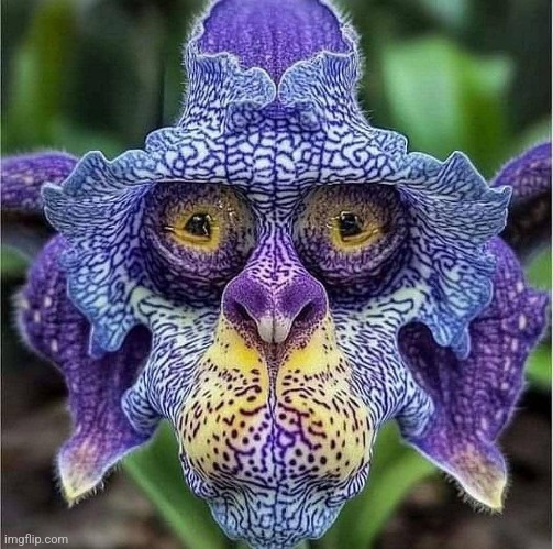 Monkey Orchid | image tagged in monkey,orchid,flowers,crazy,beautiful nature | made w/ Imgflip meme maker