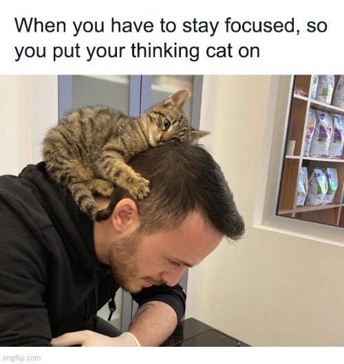 image tagged in cats,thinking cat,stay focused | made w/ Imgflip meme maker