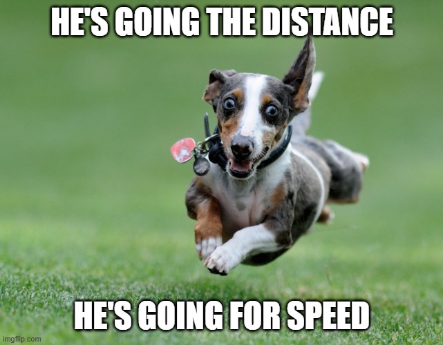 Running dog | HE'S GOING THE DISTANCE; HE'S GOING FOR SPEED | image tagged in running dog,running,cake,songs | made w/ Imgflip meme maker