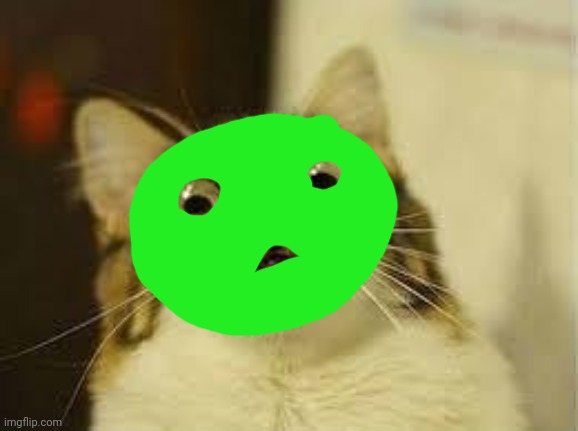 shocked cat | image tagged in shocked cat | made w/ Imgflip meme maker