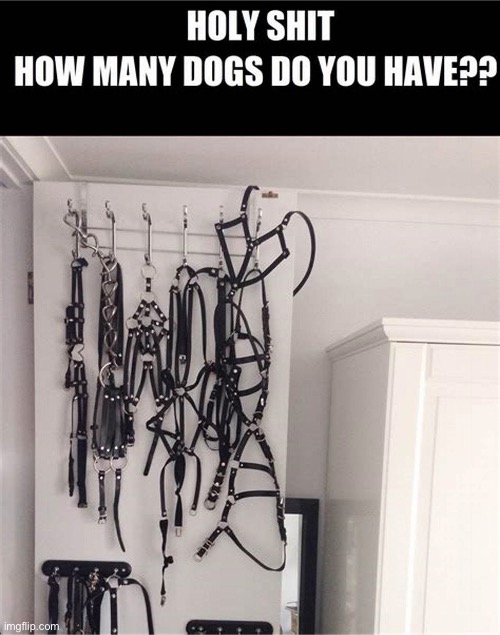 Dogs? | image tagged in dogs,collar,strapping,bdsm,bondage | made w/ Imgflip meme maker