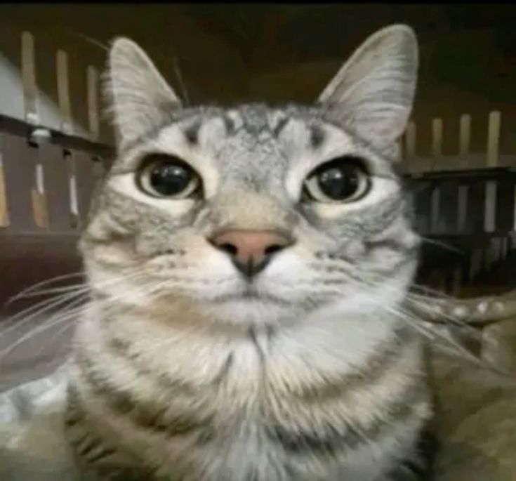 Cat stares at camera Blank Meme Template