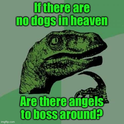 Philosoraptor | If there are no dogs in heaven; Are there angels to boss around? | image tagged in memes,philosoraptor | made w/ Imgflip meme maker