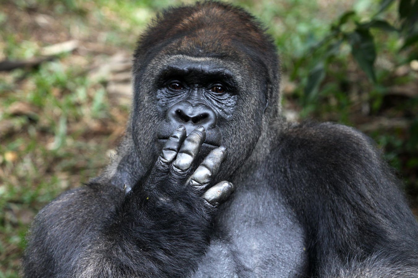 Gorilla Blank Meme Template