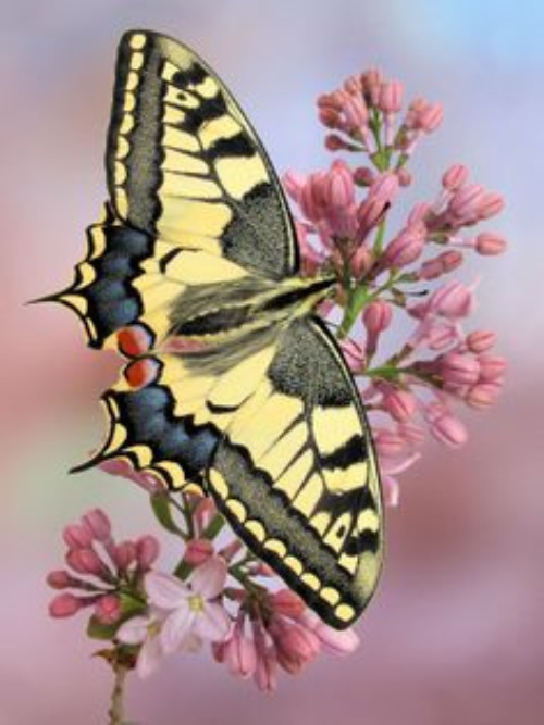 Butterfly | image tagged in butterfly,beautiful,spring,flowers,cool designs,lovely | made w/ Imgflip meme maker