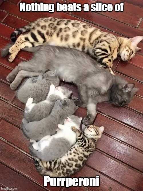 Purrperoni | Nothing beats a slice of; Purrperoni | image tagged in cats,pizza,slice,cute | made w/ Imgflip meme maker