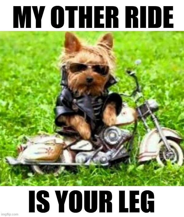MY OTHER RIDE; IS YOUR LEG | image tagged in dogs | made w/ Imgflip meme maker