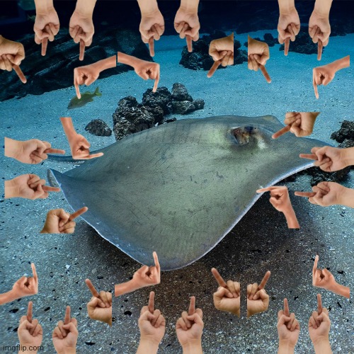 Stingray Blank Meme Template