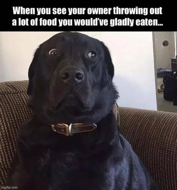 image tagged in doggo | made w/ Imgflip meme maker