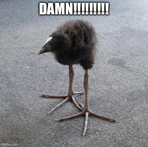 Pukeko chick | DAMN!!!!!!!!! | image tagged in pukeko chick | made w/ Imgflip meme maker