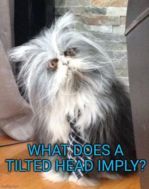 What the? | WHAT DOES A TILTED HEAD IMPLY? | image tagged in what the | made w/ Imgflip meme maker