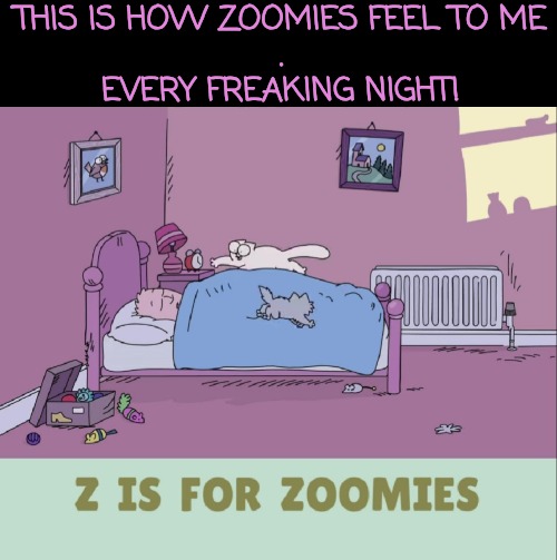 Z is for "Get the #;*:@)* Off My Stomach!" | THIS IS HOW ZOOMIES FEEL TO ME
.
EVERY FREAKING NIGHT! | image tagged in zoomies,troubles with pets | made w/ Imgflip meme maker