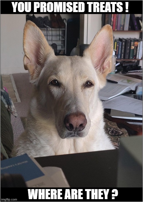That Look Says It All ! | YOU PROMISED TREATS ! WHERE ARE THEY ? | image tagged in dogs,german shepherd,treats,that look | made w/ Imgflip meme maker